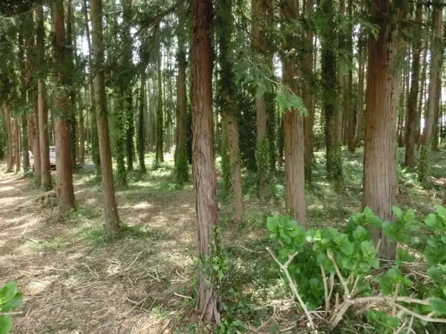 ヒノキ精油　10ml