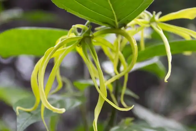 イランイラン精油　10ml