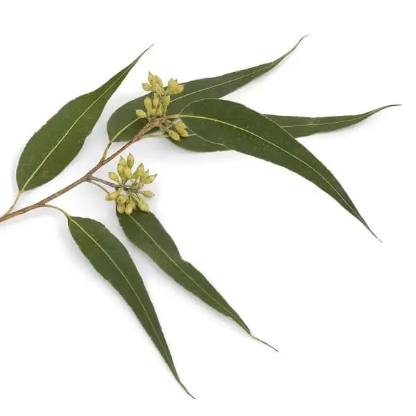 ユーカリペパーミント精油　10ml